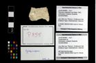 Foto (Objekt + Etikett) von Cycloprosopon sp.  (NHMW-GEO-2014-0194-0855)